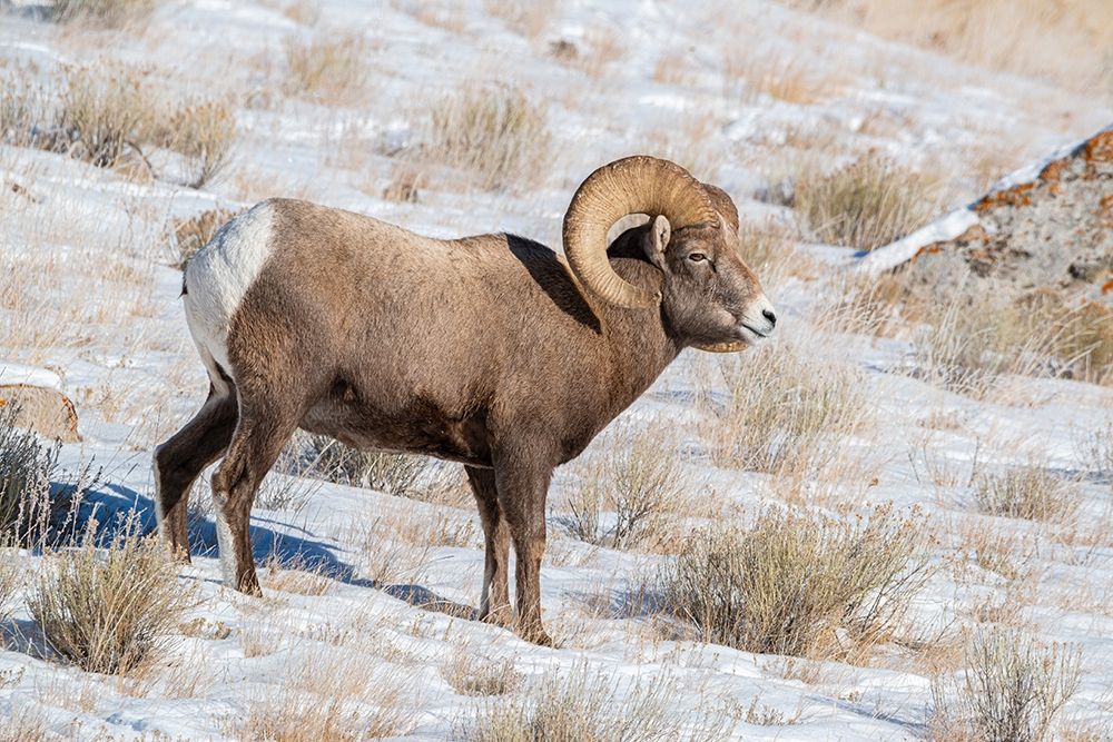 Large Bighorn Ram grazing in meadow-National elk Reserve near Grand Teton National Park-Wyoming